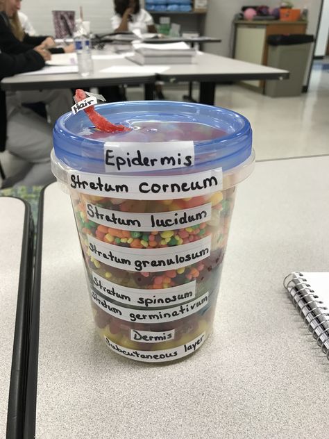 Skin Skin Model Project, Integumentary System Project, Layers Of The Skin, Beauty School Cosmetology, Skin Anatomy, Esthetician School, Integumentary System, Human Body Unit, Cosmetology Student