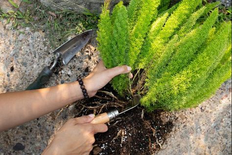 Fern Landscaping, John Meadows, Asparagus Densiflorus, Foxtail Fern, Asparagus Plant, Natural Insecticide, Asparagus Fern, Grow Plants, Fern Plant