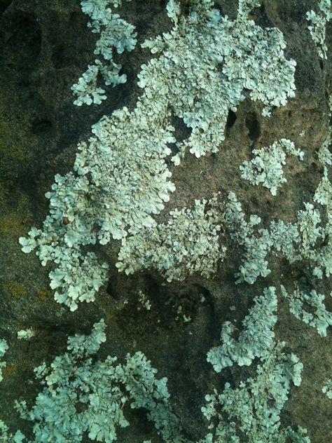 Lichen covered rocks Lichen Aesthetic, Nature Moodboard, Earth Genasi, Yoga Marketing, Lichen Moss, Graveyard Shift, Artwork Inspiration, Fall 24, Northern Arizona