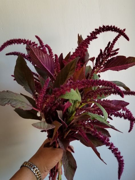 Amaranthus Red Spike Cinnamon Wedding Flowers, Burgundy Astilbe, Burgundy Amaranthus, Red Amaranthus, Spooky Bouquet, Burgundy Garden, Purple Flower Tattoos, Burgundy Dahlia, Flower Elements