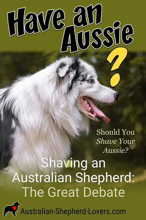 Shaved Aussie Dog, Grooming Australian Shepherd, How To Groom An Australian Shepherd, Australian Shepherd Colors, Working Australian Shepherd, Australian Shepherd Training, Aussie Memes Hilarious, Australian Shepherd Hiking, Shepherd Dog Breeds