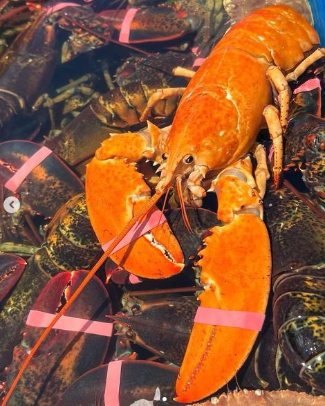 Orange Lobster caught June 15, 2023 Lobster Photography Underwater, Lobster Claw Plant, Lobster Tail Recipe, Tattoo Sea, Sea Life Painting, Blue Lobster, Crab And Lobster, Lobster Recipes, Water Drawing