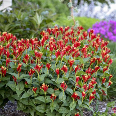 Spigelia marilandica 'Little Redhead' | Walters Gardens, Inc. Bigleaf Hydrangea, Blue Fescue, Panicle Hydrangea, Indian Pink, Pink Plant, Urban Gardening, Healthy Garden, Pollinator Garden, Plant Spacing