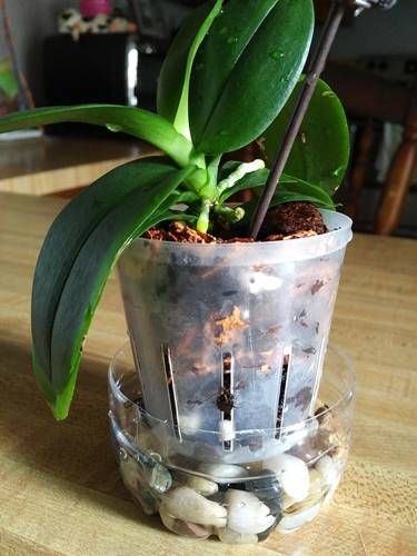 New Roots on Mini Orchid Growing Great Orchid Indoor, Repotting Orchids, Indoor Orchids, Orchid Plant Care, Indoor House Plants, Orchid Planters, Growing Orchids, Orchids Garden, Inside Plants