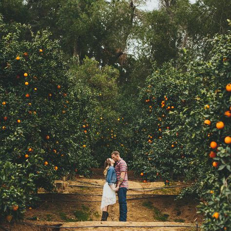 Cute Couples Photo at Prospect Park in Redlands, CA. The orange grove was a perfect place for this southern styled shoot. Cowboy boots and a cowboy hat was nice. The full set is on my site at wwilliamtyates.com Citrus Farm Photoshoot, Orange Orchard Photoshoot, Orange Grove Engagement Photos, Orchard Photoshoot Couples, Orange Grove Photoshoot, Orchard Engagement Photos, Prospect Park Redlands, Cute Couples Photo, Future Photoshoot