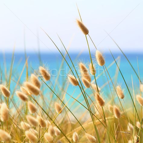 Bunny Tails Grass Lagurus Ovatus stock photo (c) tilo (#6286733) | Stockfresh Botanical Interests, Grass Wreath, Bunny Ears Headband, Plant Tattoo, Long Flowers, Bunny Tails, Cut Flower Garden, Bunny Tail, Plant Drawing