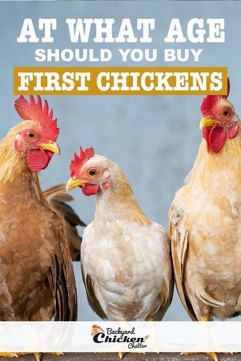 At What Age Should I Buy My First Chickens? Day Old Chicks, Diy Tiny House, Backyard Flocks, Egg Production, Green Queen, Farm Fresh Eggs, Dream Meanings, Egg Laying, Chicken Breeds