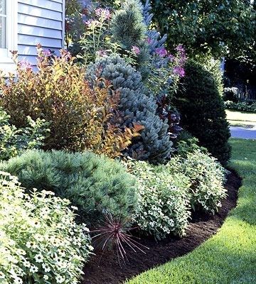 Foundation Plants, Evergreen Landscape, Front Landscape, Evergreen Bush, Broadleaf Evergreen, Evergreen Garden, Foundation Planting, Front Landscaping, Garden Shrubs