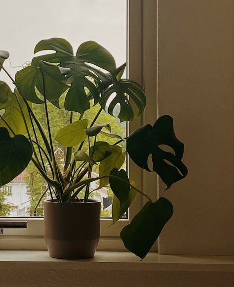 Plant Aethstetic, Small Monstera Plant, Cute Houseplants, Planet Widget, Monstera Plant Aesthetic, Monstera Aesthetic, Houseplants Aesthetic, Houseplant Aesthetic, Plant Mom Aesthetic