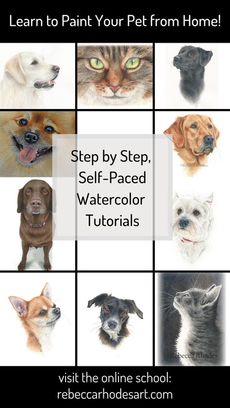 Learn to paint realistic pets and wildlife in Watercolor, all from the comfort of your own home! Visit the online school for step by step video lessons in real time. Lessons are self-paced, so you can take your time. Drawing, reference photo, materials list included in each course. New to watercolor? Explore free tutorials! #watercolor #watercolour #watercolortutorial #howtopaint #tutorial #petportrait #animalpainting #paintmypet #paintyourpet #watercoloranimals #rebeccarhodesart Watercolor Painting Dogs Tutorial, Watercolor Dog Tutorial, Wildlife Watercolor, Paint Realistic, Dog Watercolor Painting, Painting Hacks, Time Lessons, Paint Your Pet, Dog Watercolor