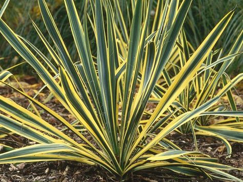 Yuccas are cold-hardy shrubs whose spiky look makes them great for the garden. Yucca Filamentosa, Shrubs For Landscaping, Hgtv Garden, Yucca Plant, Full Sun Perennials, Sun Loving Plants, Landscape Plants, Plants Outdoor, Red Plants