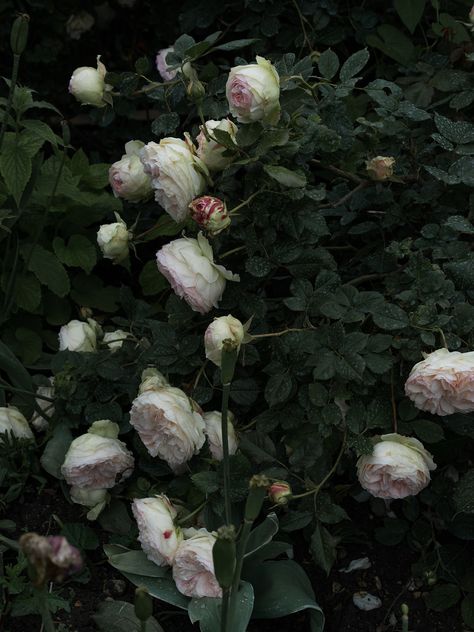 lingered upon: Le Palais-Royal Roses Midnight Garden, Trip To Paris, Rose Bush, La Rose, Be Better, Flowers Nature, Botany, Pretty Flowers, Garden Inspiration