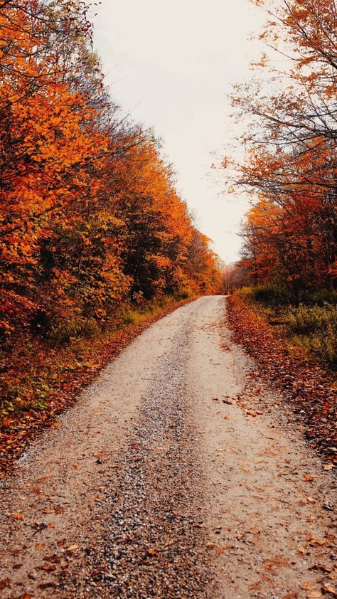 Fall Lockscreens 🍁🍁  📸: @xomissdanielle on Instagram Fall Wallpaper Trees, Fall Photos Wallpaper, Autumn Aestethic Wallpaper, Fall Wallpaper Nature, Fall Tree Wallpaper, Fall Lockscreen Wallpaper, Fall Lockscreen Iphone Wallpaper, Fall Trees Wallpaper, Autumn Lockscreen Aesthetic