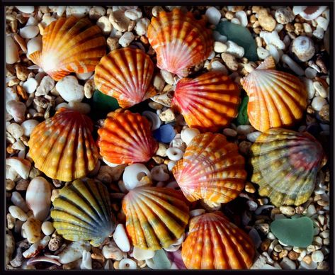 Niihau Shells, Shell Drawing, Sunrise Shell, Ocean Surf, Hawaii Surf, She Sells Seashells, Shell Beach, Beautiful Sunrise, Shell Jewelry