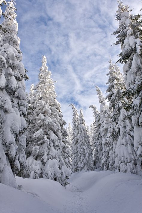 #winter #wood #forest #travel #hiking #pine #snow #fir #nature #tree Winter Pine Forest, Snow Asthetic Picture, Winter Forest Photography, Winter Images Nature, Snow Trees Wallpaper, Snow On Trees, Snow Woods, Snow Pine Trees, Winter Pines