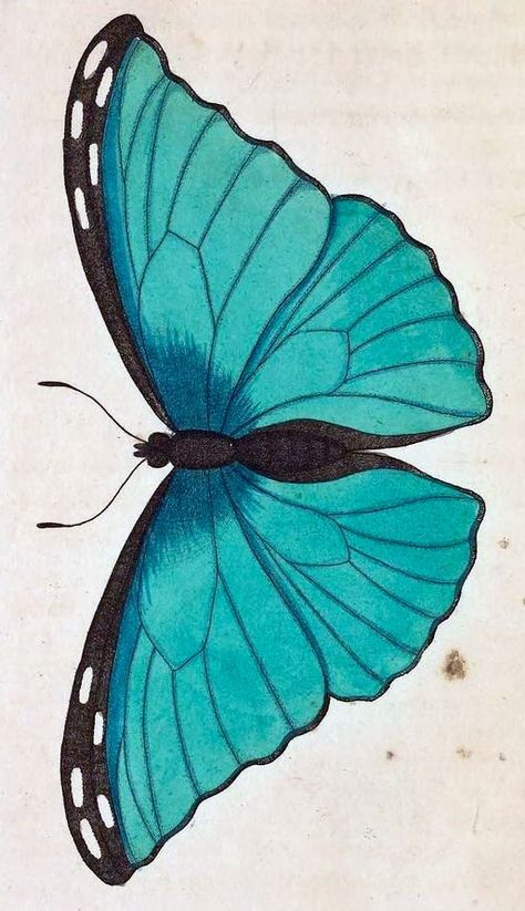 Natural Objects, Butterfly Illustration, Butterfly Drawing, Arthropods, Butterfly Painting, Scientific Illustration, Butterfly Frame, Butterfly Art, Peacocks