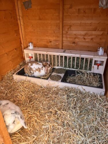 All in 1 Rabbitt hayfeeder with 5in bowls and bottle holders Pet Rabbit Care, Rabbit Hay, Bunny Room, Bunny Care, Hay Feeder, Pine Timber, Farm Lifestyle, Rabbit Care, Food Stations