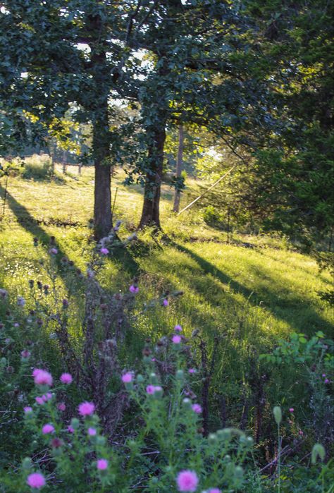 Flower Clearing In Forest, Spring Magic, Spring Forest, Magic Hour, Forest Flowers, Spring Aesthetic, Cinematic Photography, Spring Blooms, Magical Places