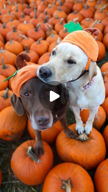 Good Boy Ollie, Precious Animals, Good Boy, The End, Kittens, Animals, On Instagram, Instagram