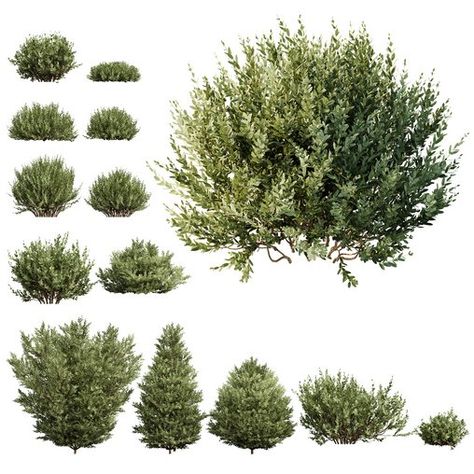 Bushes Png, Avatar Group, Architectural Trees, Urban Spaces Design, Tree Photoshop, Photoshop Rendering, Material Library, Architecture Collage, Architecture Graphics