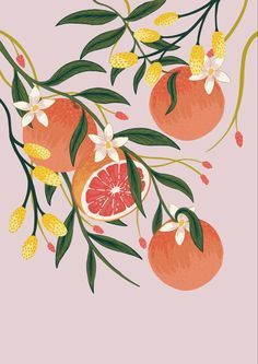 Orange Blossom Art, Fruits Reference, Colourful Widgets, Grapefruit Illustration, Grapefruit Art, Drink Artwork, Citrus Illustration, Chocolate Packing, March Art