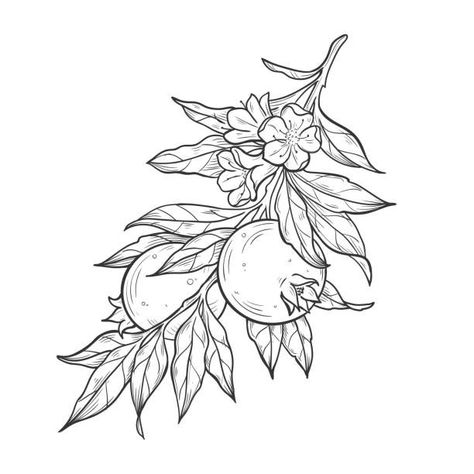 Drawing Pomegranate, Branch Sketch, Pomegranate Drawing, Pomegranate Branch, Pomegranate Tattoo, Pomegranate Flower, Fruit Tattoo, Pomegranate Art, Branch Vector