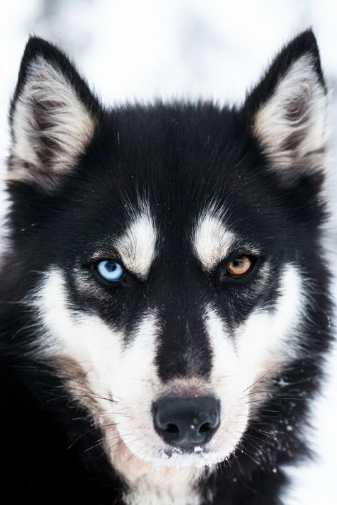 764. Huskies – ZandMe's 999 Good Things Husky Grooming, White Husky Dog, Caine Husky, Husky Eyes, Dog Portrait Photography, Black Husky, Training Puppies, Puppy Black, Wolf Husky