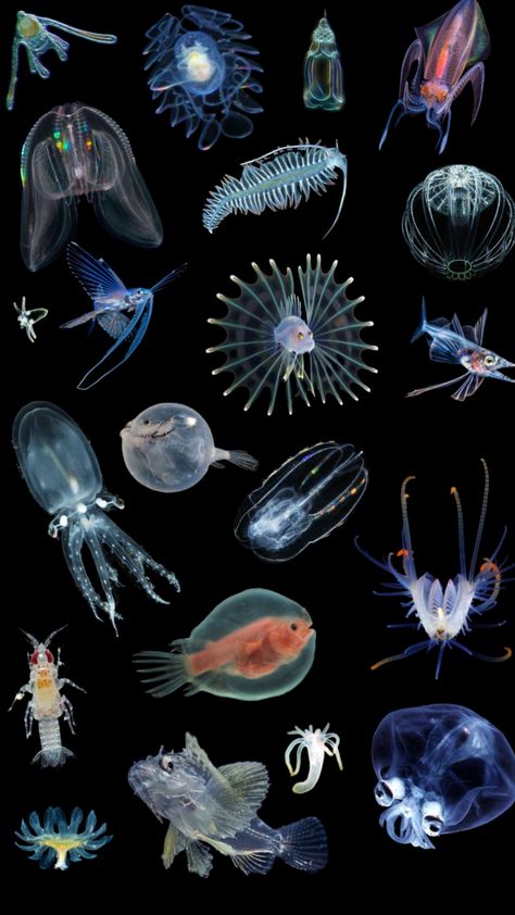 #myfirstshuffle Ocean Animal Aesthetic, Marine Animals Aesthetic, Ocean Animals Aesthetic, Marine Biology Wallpaper, Deep Sea Aesthetic, Deep Ocean Creatures, Strange Sea Creatures, Small Sea Creatures, Cool Sea Creatures