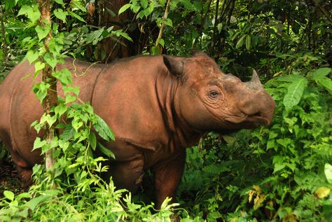 sumatran+rhinoceros | Photo_1_Sumatran_rhino_3_(c)_Bill_Konstant_International_Rhino ... Rarest Animals, Sumatran Rhinoceros, Rhino Species, Sumatran Rhino, Living Fossil, Baby Rhino, Extinct Animals, Rhinos, Rare Animals