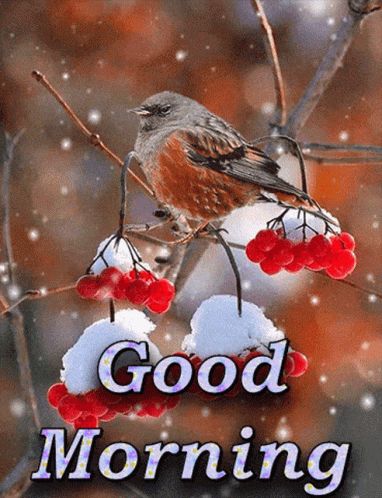 Good Morning Bird GIF - GoodMorning Bird Snowfall - Discover & Share GIFs Good Morning Winter Images, Chinese Greetings, Good Morning Gif Images, Good Morning Gift, Good Morning Winter, Gud Morning, Inspirational Good Morning Messages, Morning Board, Morning Message