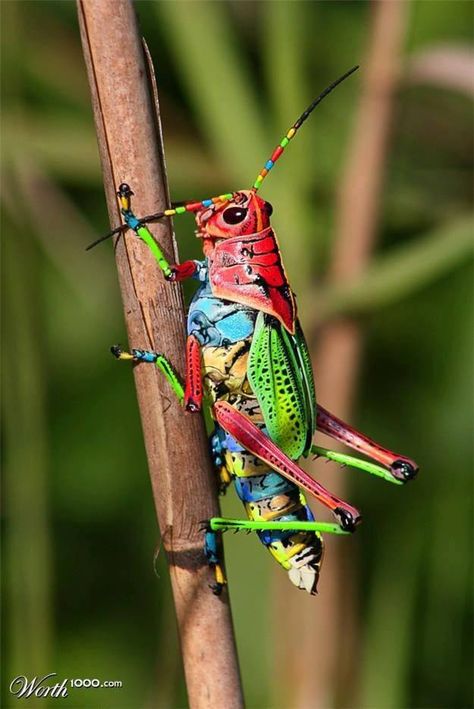 BBC Boracay says: " Wow - what fantastic colors - Philippine grasshopper..." Interesting Bugs, Pictures Of Insects, Cool Insects, Cool Bugs, Beautiful Bugs, Arachnids, Colorful Animals, Bugs And Insects, Reference Photos