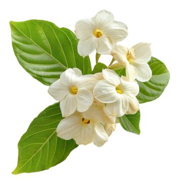 sampaguita,flowers,flower,plant,white flower,floral,beautiful,white,decoration,petal,pink,leaf,fresh flowers,rose,wedding,isolated,bouquet,white flowers,nature,red,watercolor,green,romantic,beautiful flowers,isolated on white,bloom Sampaguita Flower, Flower Png Transparent, Flower Png Images, Logo Cloud, White Decoration, Watercolor Green, Transparent Flowers, Black And White Tree, Flowers Rose