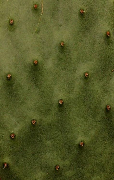 Cactus Texture, Desert Texture, Cactus Aesthetic, San Pedro Cacti, Cactus Photography, Plant Texture, Color Vibe, Desert Vibes, Whatsapp Web