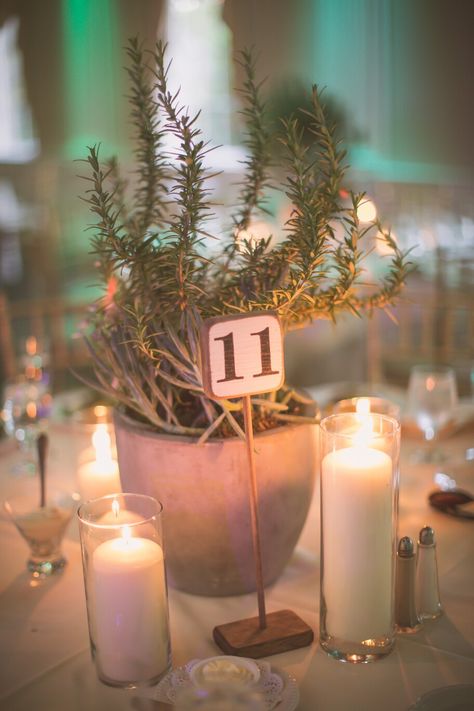 Rosemary and succulent wedding centerpiece in concrete pot. Snake Plant Centerpiece Wedding, Potted Plant Centerpieces, Concrete Wedding, Industrial Wedding Decor, Succulent Wedding Centerpieces, Plant Centerpieces, Round Wedding Tables, Wedding Church Decor, Succulent Centerpieces