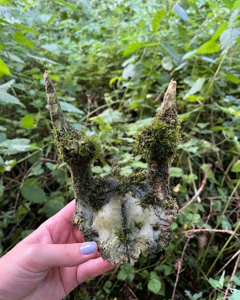 Lovely buck skull cap covered in moss. Very old and fragile and was super camouflaged within the moss and nettles Moss Core Aesthetic, Moss Skeleton Art, Creepy Grunge, Moss Skull, Moss Covered Skull, Moss Aesthetic, Animal Bones Aesthetic Dark, Animal Skulls In Nature, Buck Skull