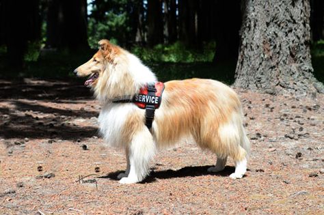 Rough Collie Service Dog, Teddy Images, Rough Collies, Smooth Collie, Benefits Of Walking, Farm Dogs, Three Dogs, Rough Collie, Shetland Sheepdog