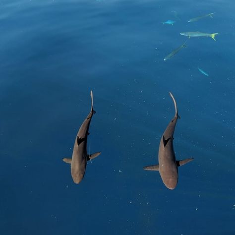 Sharks In Love, Two Sharks, Silky Shark, Shark Conservation, Sharks, Bahamas, Animals Wild, Two By Two, Cute Animals