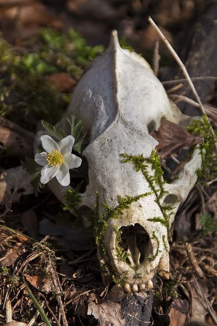 Wolf Skull Aesthetic, Badger Skull, Bones Aesthetic, European Badger, Skull Animal, Animal Skeleton, Dead Animals, Fox Skull, Skull Reference