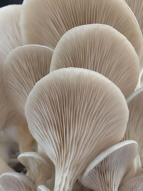 Texture Inspiration, Mushroom Fungi, Beige Aesthetic, Organic Form, Natural Forms, Patterns In Nature, White Aesthetic, Color Textures, Organic Shapes