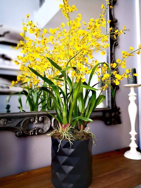 Yellow Dancing Orchids set in a Reilheim pot😊 Yellow Oncidium Orchids, Oncidium Orchids, Floral Bouquets, Floral Art, Bouquets, Orchids, Dancing, Yellow, Plants