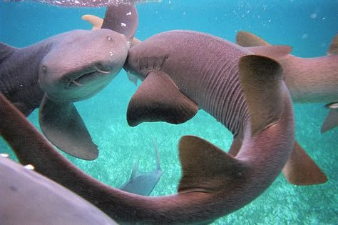 Sharks Kissing, Sharks In Love, Shark Ray, Silly Sharks, Swimming With Sharks, Belize Beach, Ambergris Caye Belize, Shark Pictures, Nurse Shark