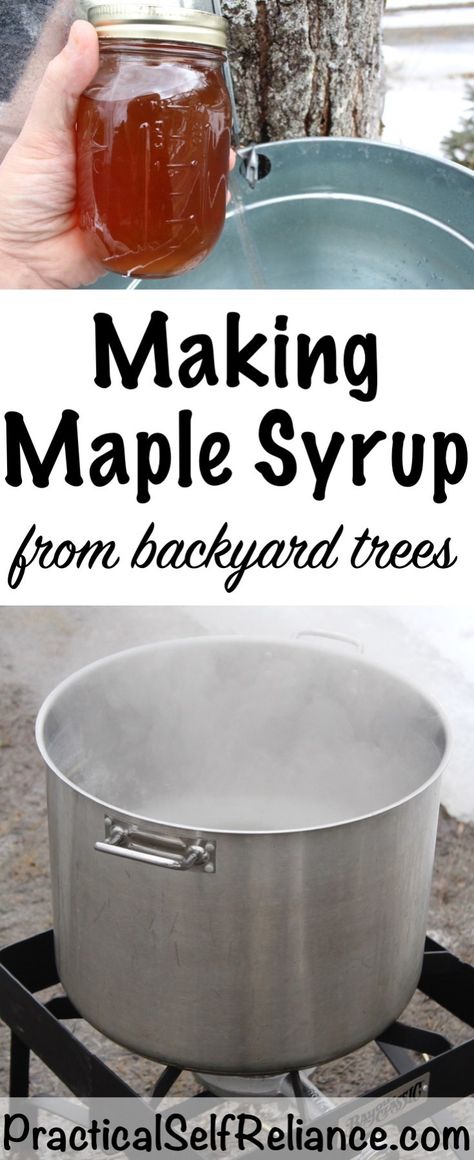 Making Maple Syrup — Practical Self Reliance Diy Maple Syrup, Homemade Maple Syrup, Maple Syrup Recipes, Backyard Hammock, Backyard Trees, Mango Sorbet, In The Summertime, Sugar Maple, Syrup Recipe