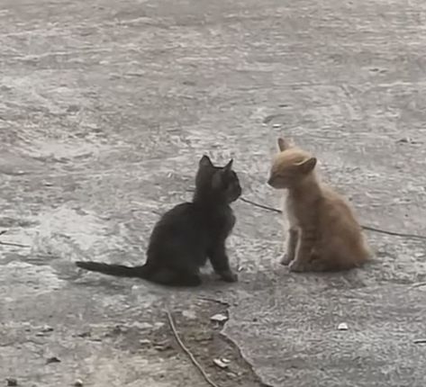 Cat Duo Aesthetic, Black Cat Orange Cat Duo, Black Cat Orange Cat, Reaction Pics Funny, Orange Cat Aesthetic, Cat Pictures Cute, Duo Aesthetic, Cute Cat Aesthetic, Cat Duo