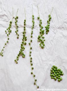 Succulent Growing, String Of Pearls Plant, Propagating Succulents, Succulent Garden Diy, Hanging Plants Indoor, Hanging Succulents, Inside Plants, Growing Succulents, Succulent Gardening