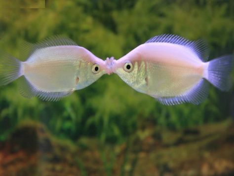 Scientific Name(s)    :   Helostoma   temminckii       Common Name(s)    :   Pink   Kissing Gourami, Kissing Gourami, Kissing Fish,  ... Fish Kissing, Kissing Gourami, World Kiss Day, Gourami Fish, Goldfish Kiss, Eat Pizza, Tropical Fish, Goldfish, Fish Pet