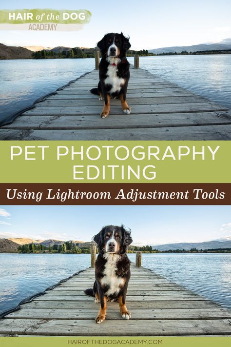 Dog Photography Settings, Homeschool Photos, Dog Photography Ideas Creative, Pet Photography Ideas, Editing Business, Personality Portraits, Pet Photography Props, Pet Photography Poses, Pet Photography Business