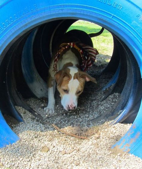 DIY Tire Tunnel - petdiys.com Dog Play Area, Puppy Playground, Dog Friendly Backyard, Cat Playground Outdoor, Dog Backyard, Dog Agility Course, Kennel Ideas, Dog Equipment, Dog Run