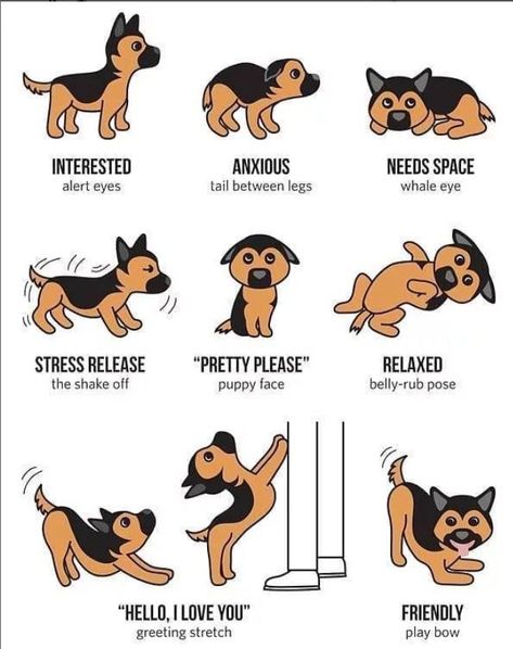 Puppy Training Guide, Dog Body Language, Bored Dog, Cute Doggos, Dog Language, Dog Training Videos, Dog Training Techniques, Dog Facts, Puppy Lover