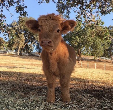 Mini Cows, Baby Farm Animals, Fluffy Cows, Cow Pictures, Baby Cow, Baby Cows, Pretty Animals, Cute Animals Images