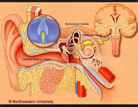 V Ringing Ears Remedy, Vestibular System, Chiari Malformation, Inner Ear, Human Anatomy And Physiology, Nerve Damage, Northwestern University, Hearing Loss, Anatomy And Physiology